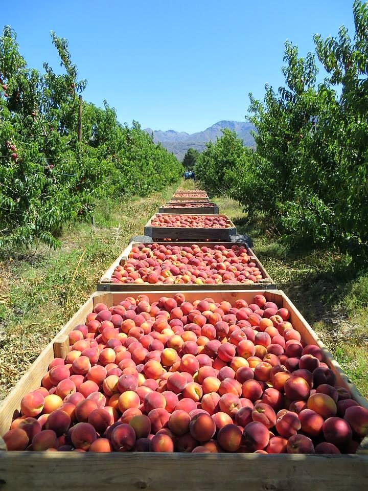 Ceres Cascade Farms Stems