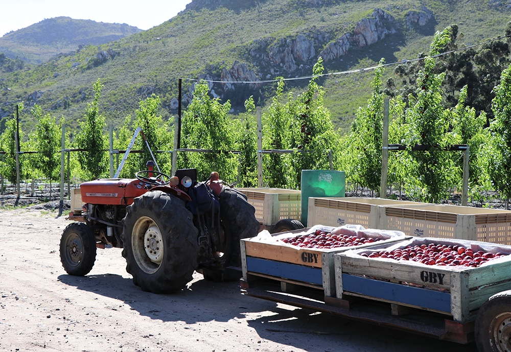 Goosen Boerdery | Stems